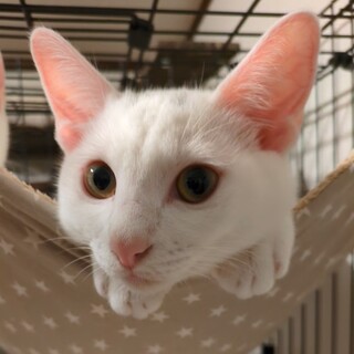 まろ眉＆ちょんまげ模様のキラキラ美少年