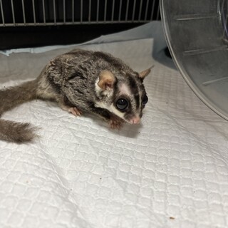 ふくろモモンガ（男の子）の里親様募集