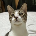 いつも遊んでほしい人気柄キジ白⭐️ソウ