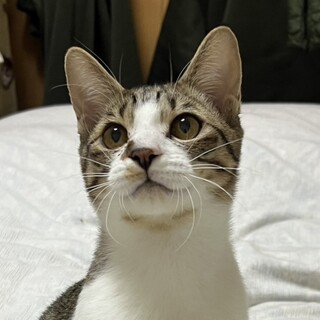 いつも遊んでほしい人気柄キジ白⭐️ソウ