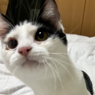 かまってほしい小柄で元気な黒白男の子⭐️レン