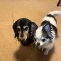 チワワ、ダックス2匹一緒に飼育可能な方優先