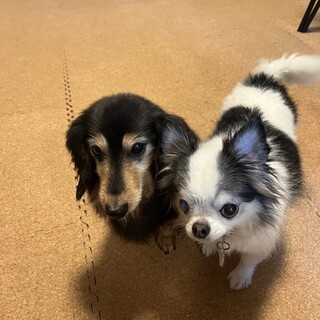 チワワ、ダックス2匹一緒に飼育可能な方優先