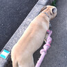 狛(ハクちゃん)です！もういません