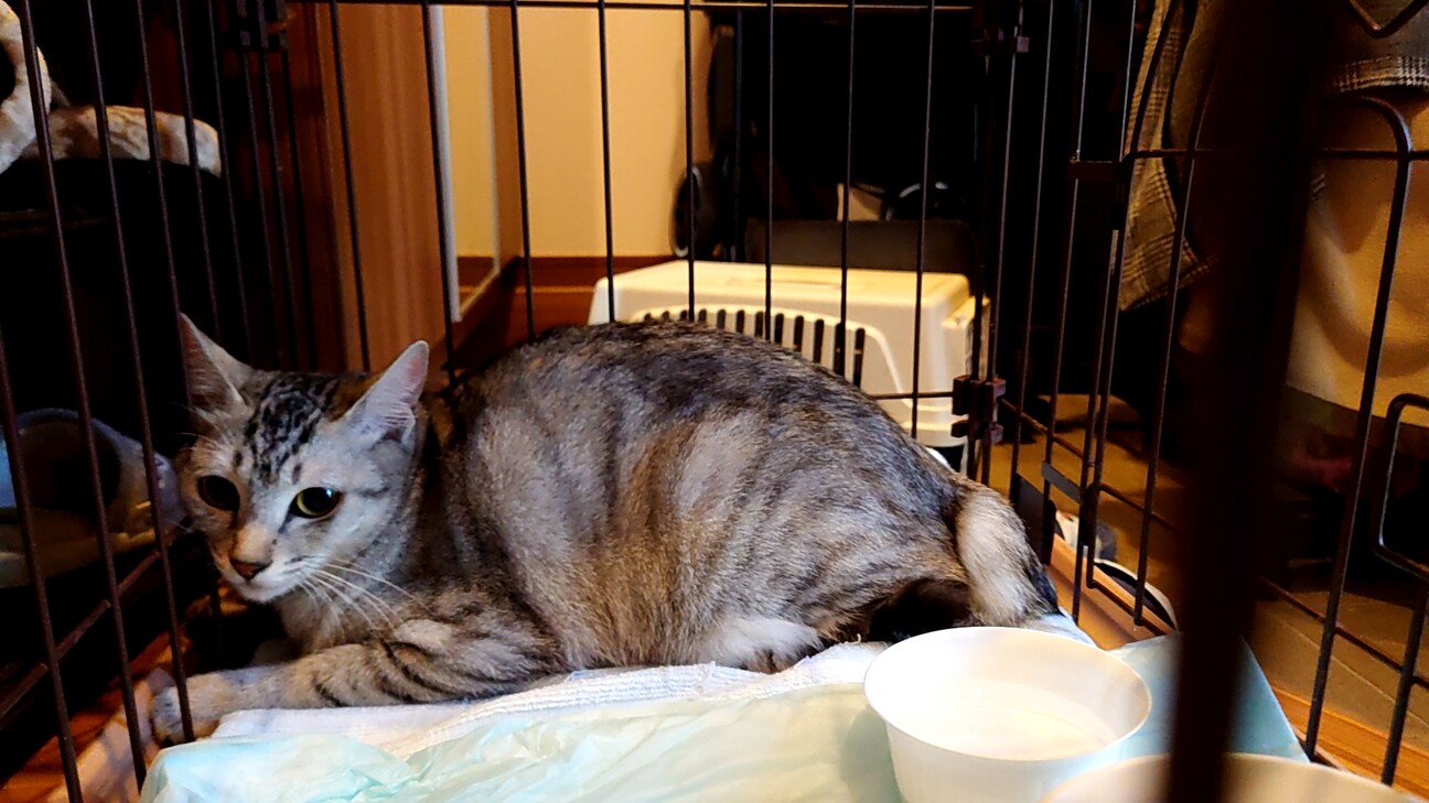 ちとせちゃん実家の保護猫です。」茨城県 - 猫の里親募集(512468