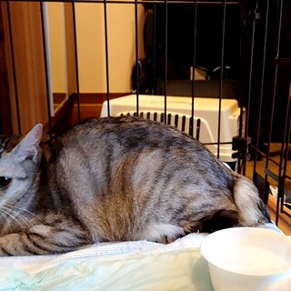 ちとせちゃん実家の保護猫です。