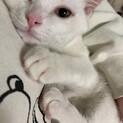 甘えん坊のシロミー