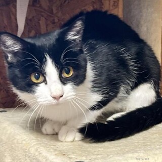 黒白八割れのイケメン男の子１０カ月