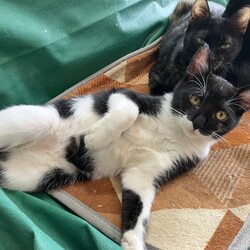 名古屋市緑区猫の譲渡会 サムネイル2