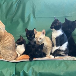 名古屋市緑区猫の譲渡会 サムネイル3