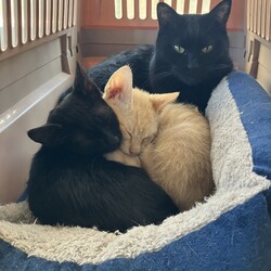 名古屋市緑区猫の譲渡会 サムネイル1