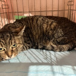 名古屋市緑区猫の譲渡会 サムネイル2