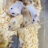 ジャンガリアンハムスター 1ヶ月　7匹　里親募集！ サムネイル3