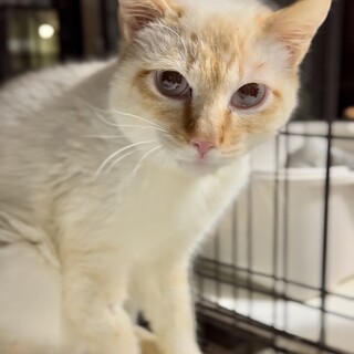 きれいな毛色が愛らしいプレミアくん