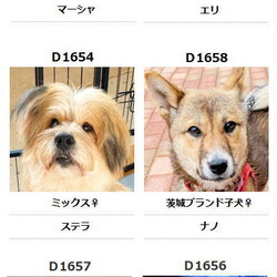 町田薬師池公園四季彩の杜　 西園ウェルカムゲート譲渡会 サムネイル1