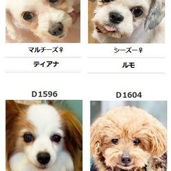 町田薬師池公園四季彩の杜　 西園ウェルカムゲート譲渡会 サムネイル2