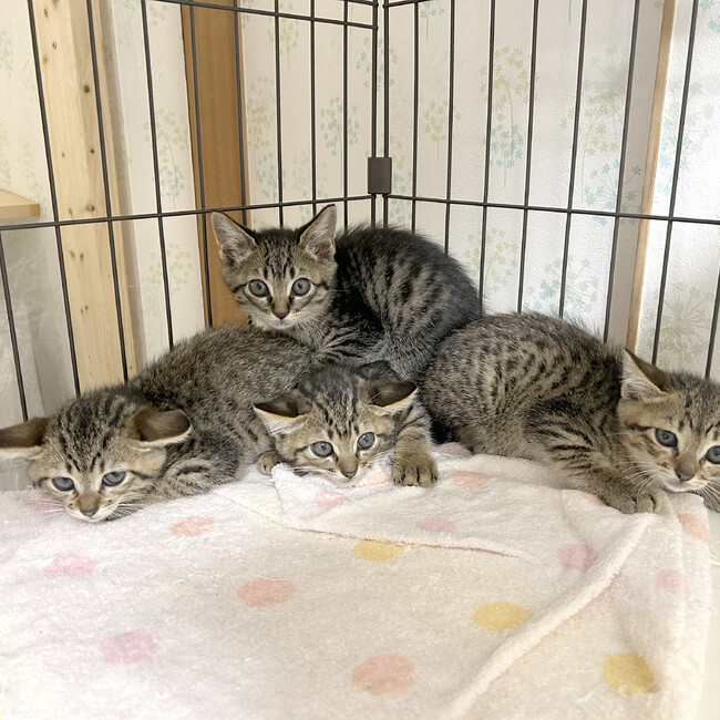 konekoichikawaのカバー写真