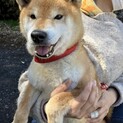 常にシッポぶんぶんな甘えん坊柴犬9歳男の子
