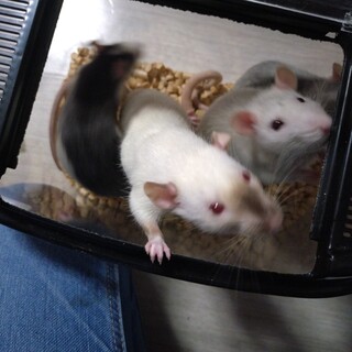 ファンシーラット