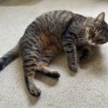 人も猫も大好き！甘えん坊キジトラの女の子です