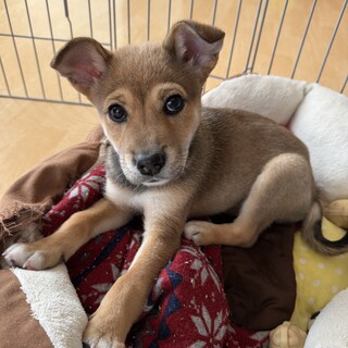 優しい女の子　子犬のハンナちゃん♪