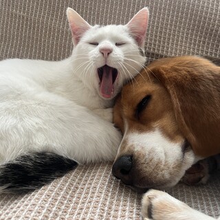 かなり人懐っこい猫ちゃん 1才