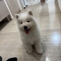 サモエド2ヶ月の男の子の里親募集します