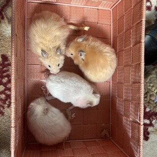 長毛ハムスターの赤ちゃん【交渉中⠀】