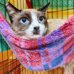 in日進市☆臨時譲渡会☆2025年3月20日（祝）～ちーむ にゃいんず