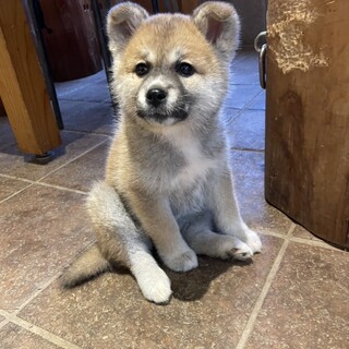 募集一時停止中ですもこもこたぬこ