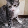 10カ月♂かんちゃん　実家保護猫