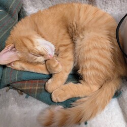 in江南市☆サクラ祭り☆保護猫をオウチに迎えよう☆2025年3月23日（日）～ちーむにゃいんず