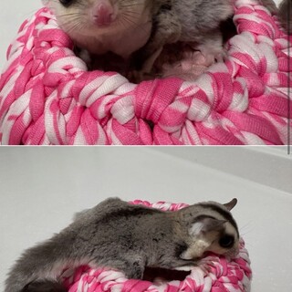 モモンガ 女の子 里親募集