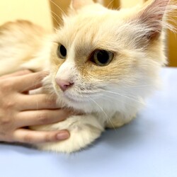 柏市:招福ねこ譲渡会 サムネイル2