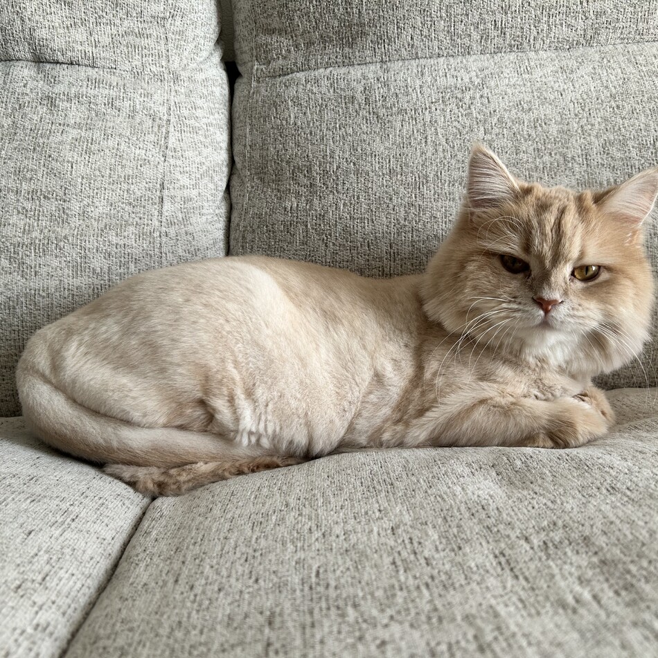 こむぎのカバー写真