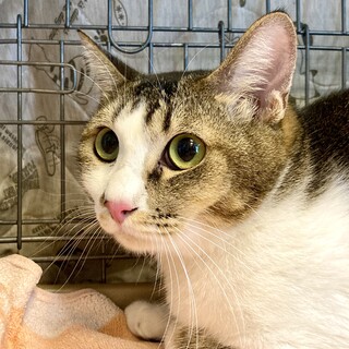 きれいなシャムミックスの男の子⭐︎【代理募集】