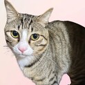控えめで物静かなおとこの子＊レンくん（代理募集）