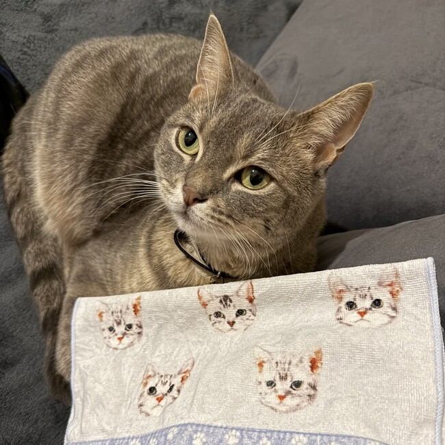 sacciii-4635のカバー写真