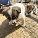 【愛嬌たっぷり女の子 子犬3ヶ月】