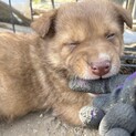 【長男ぽいけど甘えんぼな男の子 子犬3ヶ月】