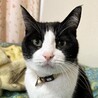 おるたこ