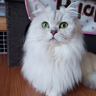 人馴れバッチリの甘えん坊な女の子てるちゃん