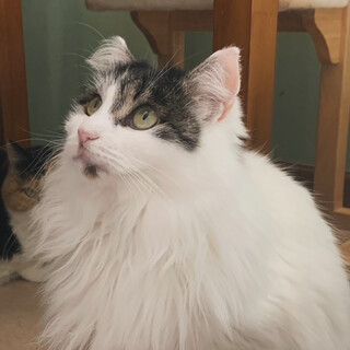 神秘的な女の子