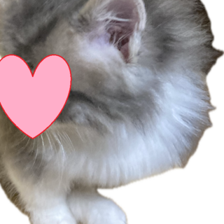 訳あり　純血種　超美形