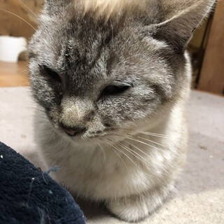 ご高齢の方に。ベタ馴れシャムミックス女子10歳