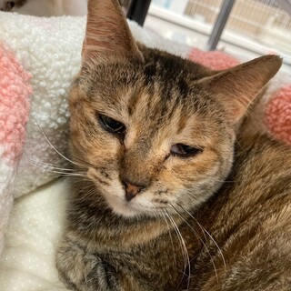 【9/20譲渡会参加】サビ麦わらのふくちゃん