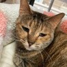 【6/21譲渡会参加】サビ麦わらのふくちゃん