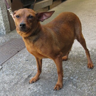 ミニチュアピンシャー　 赤　♀ 相談中