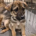 【相談中】かわいい子犬　ラディッツくん　6ヶ月