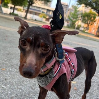 元気いっぱい！甘えっ子ちゃんのミニピンの女の子